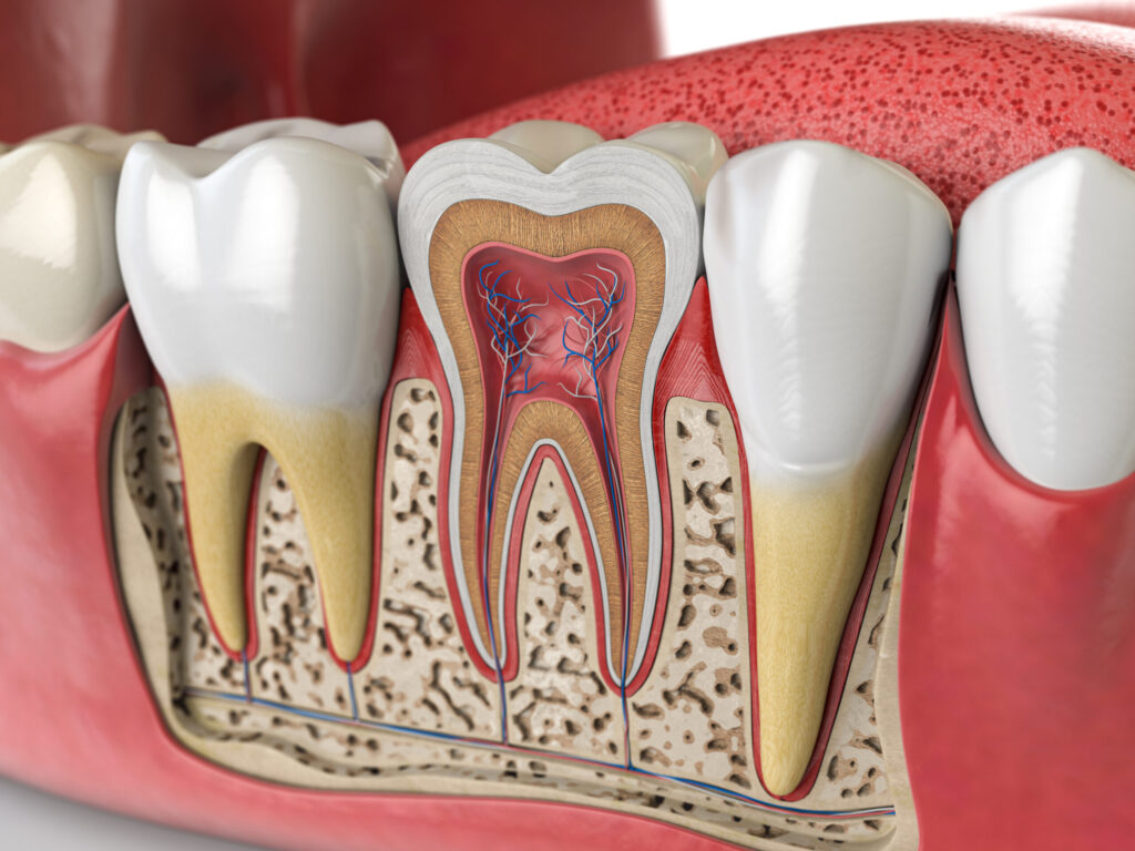 diagram of tooth's root canals